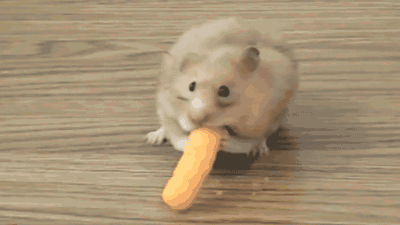 仓鼠全品种介绍,现实版