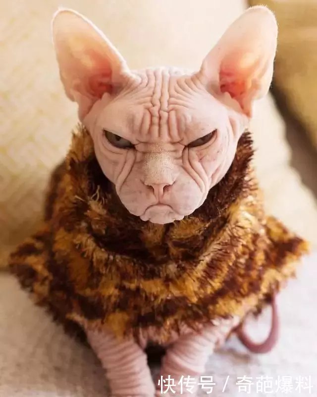 世界上最丑也是最贵的猫,丑的堪比外星人