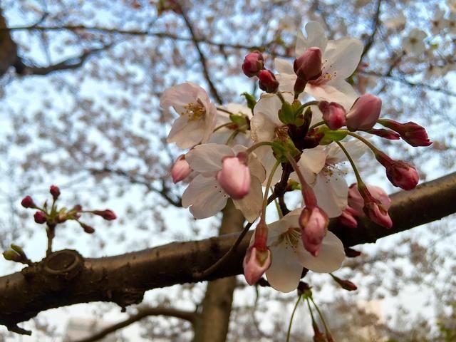 梨花:大兴梨花庄园