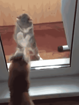 搞笑动态图:这样对女生,活该你单身