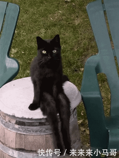 搞笑gif:竟骑着毛毛虫打仗,可惜有点慢