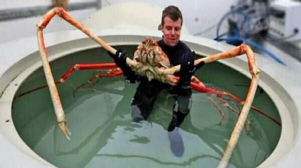 世界上最大的螃蟹叫什么