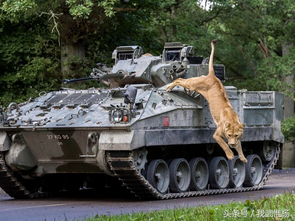 英国军用装甲车竟被老虎拦下