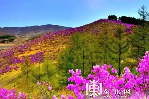 佳木斯 "兴安杜鹃"花海赏花迎客