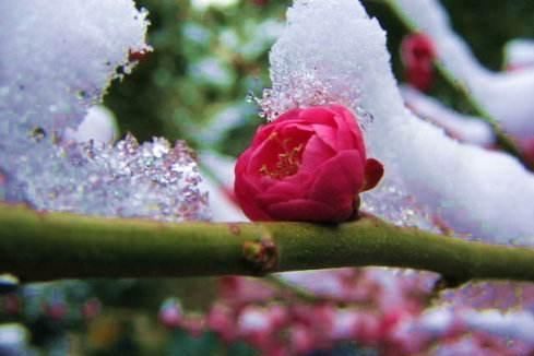 冬雪,唯美,好冷,想你