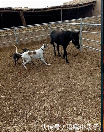 爆笑gif:嘚瑟过头了吧!以后老实点吧