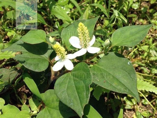 3,鱼腥草 鱼腥草被人们誉为"草药之王",又叫折耳根,岑草,蕺,紫蕺