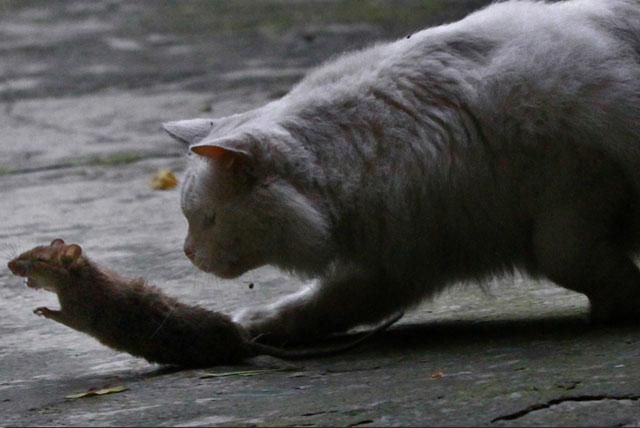 以前的猫经常抓老鼠,为什么现在的猫都不抓老鼠了?答案很简单