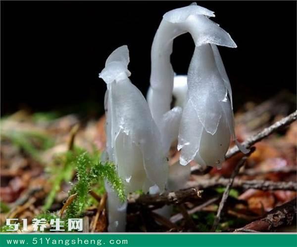 水晶兰分布在高海拔的地区,十分罕见,而且人工种植也很难成功,在开放