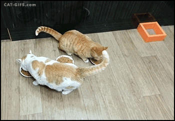 看看这十只橘猫九只胖,还有一只像大象!-北京时间