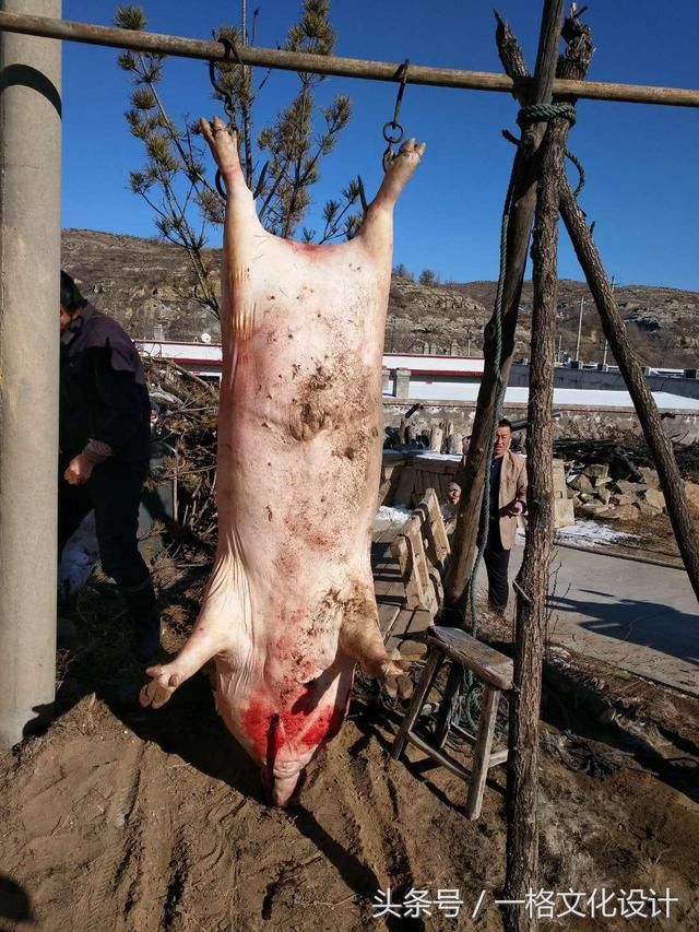 陕北农村杀猪现场你绝对没见过,杀猪也是一门手艺,附图