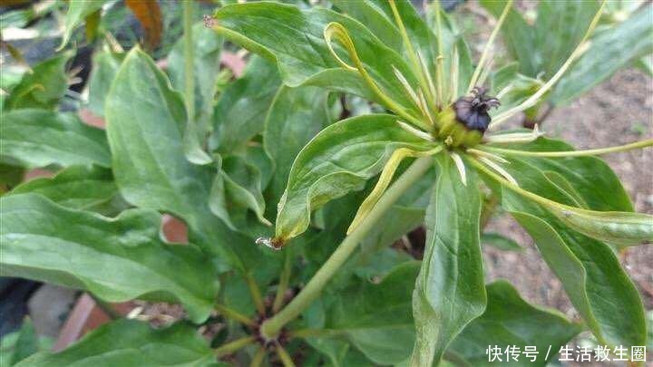 深山异草"七叶一枝花",是解毒治跌打的"云南白药",价格疯涨