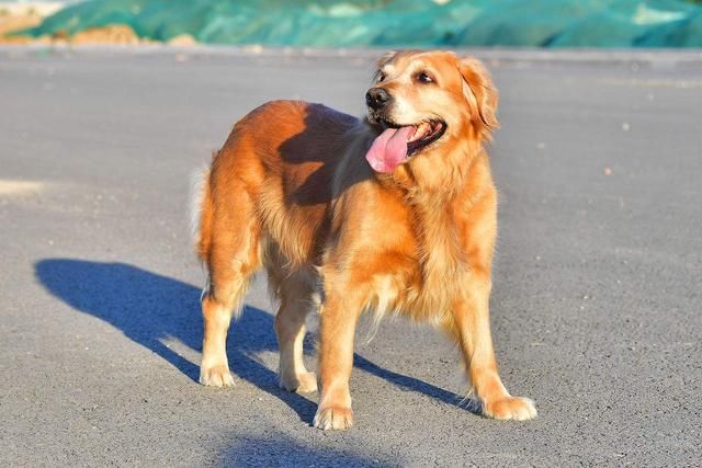 却不在禁养名单中,其实是通过多年实际情况来看,金毛这样的犬种性格