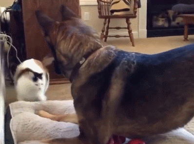 德国牧羊犬发现狗窝被猫咪霸占,狗狗霸气的要了回来