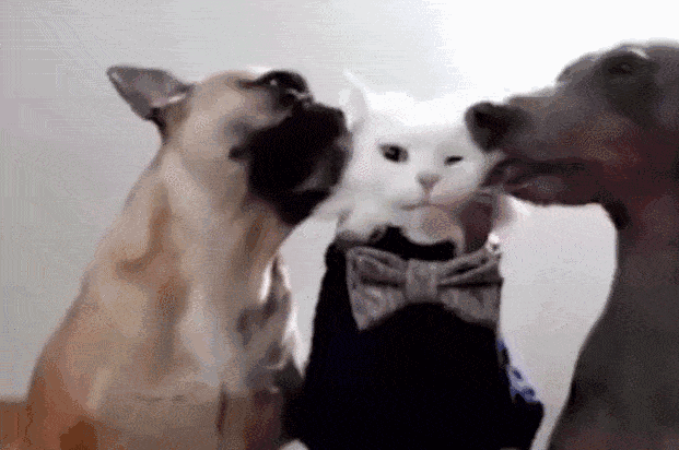 其实狗狗舔猫咪是在表达它们对猫咪的喜爱,它们的肢体语言很丰富