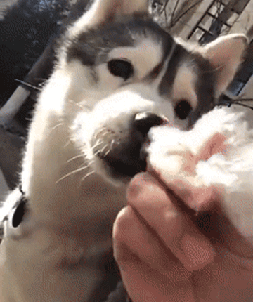 面对着这只二哈可爱的表现,不少网友也是笑开花,甚至赐给哈士奇