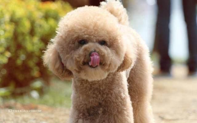 泰迪熊犬只是狗贩炒出来的一个噱头,和当年炒哈士奇蓝眼,三把火一样.