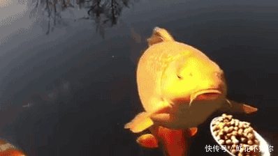 爆笑gif动图:刚刚唱过歌,看样累的不轻.