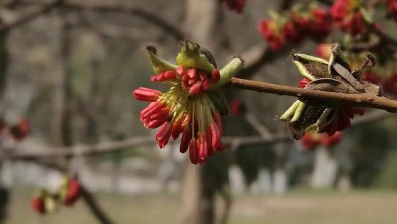 神奇如此花,国宝级植物--银缕梅的前世今生!