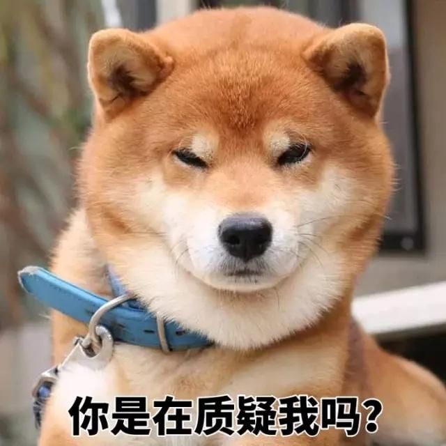 "表情包鼻祖"柴犬