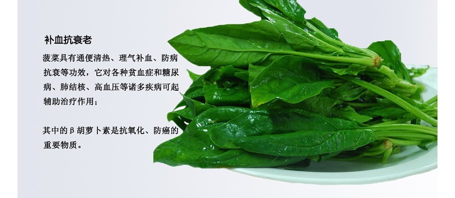 菠菜及其营养价值 菠菜(spinacia oleracea l.