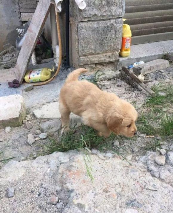 知道买的是金毛串串后直接甩出门外,我去带走狗狗时他