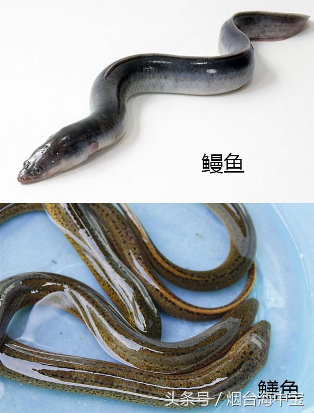 日本人那么爱吃的鳗鱼就是