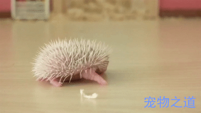 主人偷走刺猬宝宝,刺猬妈妈不高兴了,以后离我家宝宝远点