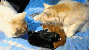 公猫:老婆,咱俩是橘猫吧?这怎么解释?网友:当然是原谅