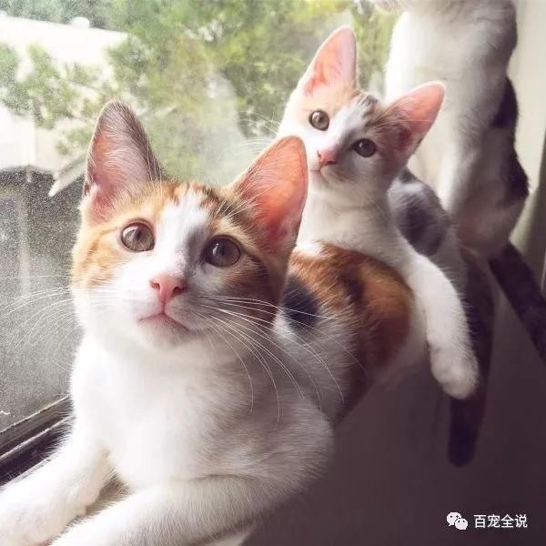 在猫妈妈和好心人的照顾之下,小猫们都顺利长大成小萌猫,也都有人预订