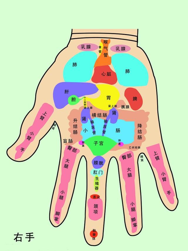 大鱼际,有深纹,心律不齐易心慌; 手腕延伸小鱼际,青筋明显会腰痛.