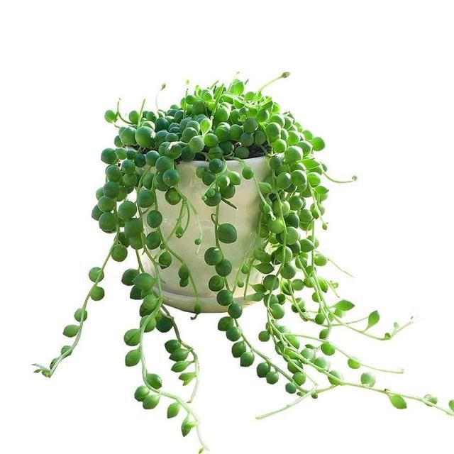 百汇佛珠多肉植物垂吊组合盆栽珍珠吊兰室内情人泪肉嘟包邮批发