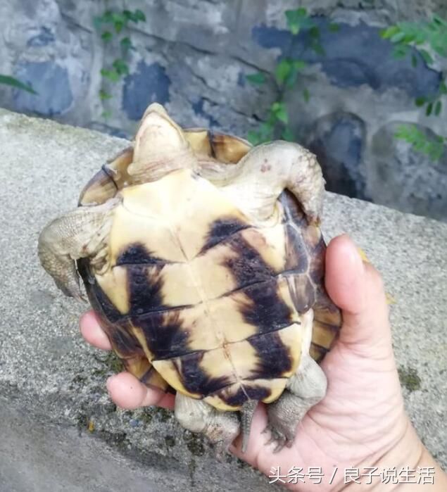 乌龟一般不会装死,如果你发现家里的乌龟死了,那就是真的死了