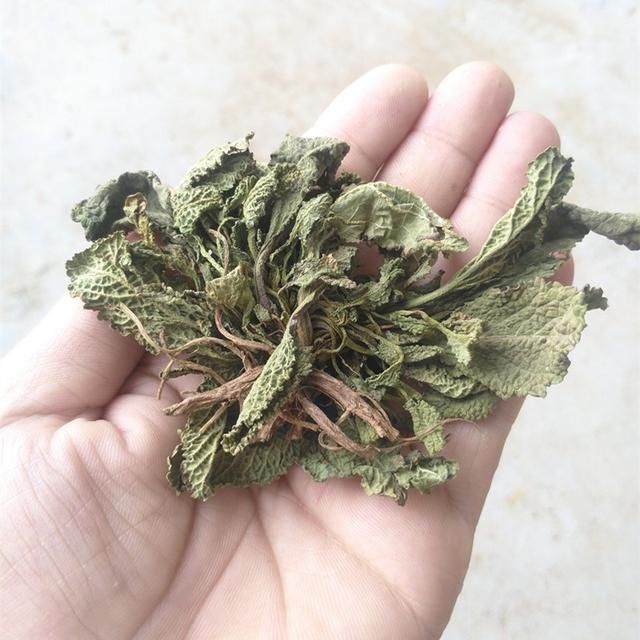 农村这种野草,全身长疙瘩,咀嚼叶子有奇效!你认得它吗