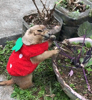 土拨鼠在乡下过着悠闲的田园生活,还和村头小土狗成了