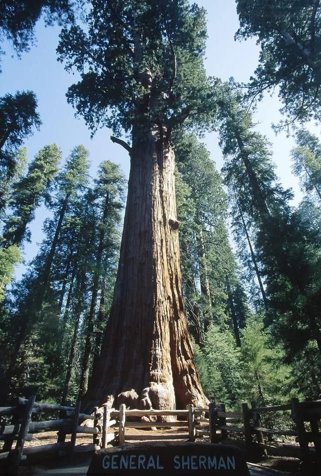 世界上最大的树:20个人都抱不住,2700岁,有45层楼高