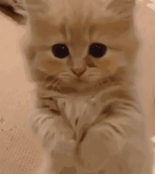 每次犯错,你都这样.我决定原谅你了