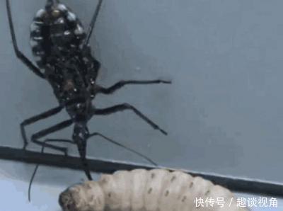 男子在蹲厕时发现一只"变异蚊子"将一只蛆虫吸成"干尸