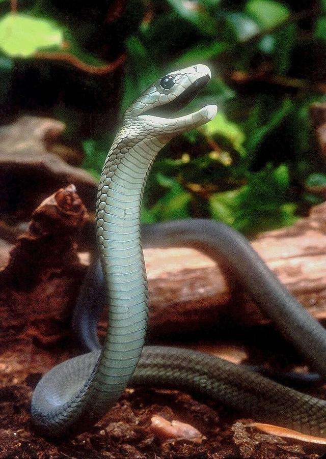 一条黑曼巴在摆出防守姿势 黑曼巴蛇是非常敏感的动物,一般的毒蛇
