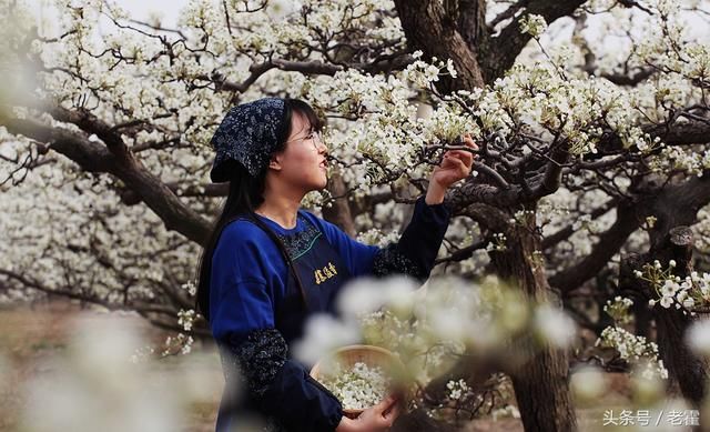 滨州阳信:梨花开梨花白 梨妹展风采