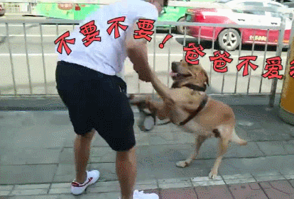 狗狗怕打针,主人好不容易才拉进医院,打针的时候狗狗哭了