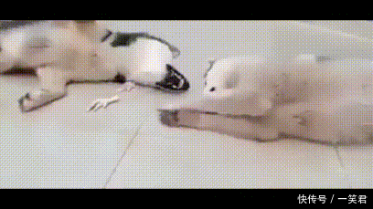 搞笑二哈动态图:最高能二的动物只属于二哈了,哈哈