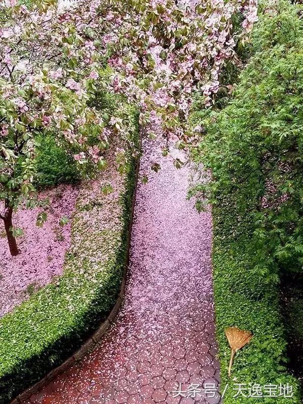 春天,7种题材的高逼格拍法(花,微距,雨天,落花……全都有)