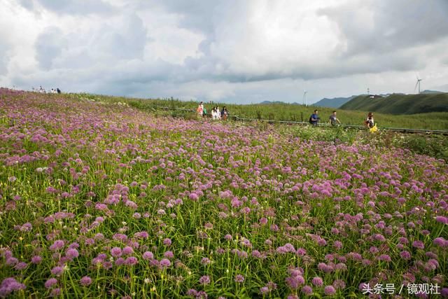 多图|贵州屋脊,万亩野生韭菜花盛开醉游客!