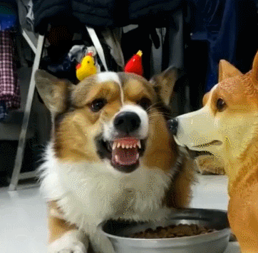 从没见过这么蠢的柯基,每天都要和假狗抢狗粮,看来是二哈附体