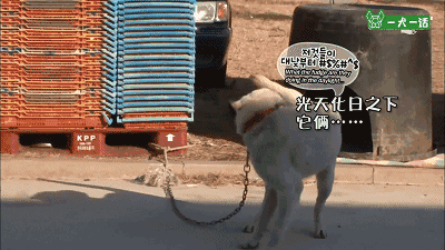 叔!你家金毛被猪拱了