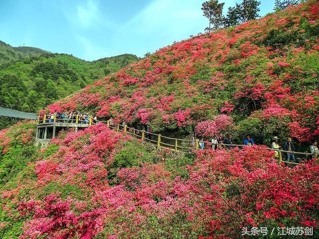 武汉市黄陂云雾山漫山杜鹃花万紫千红迎新春