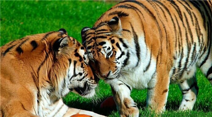 脾气最暴躁的老虎,是中国特有的虎种,野生华南虎已经灭绝,是国家一级