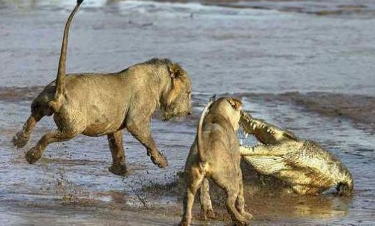 鳄鱼偷袭喝水的狮子一个不小心自己变成了美食,想逃都