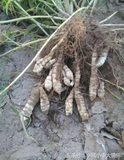 stachys affinis),又名宝塔菜,螺丝菜,地环儿,地蚕,地牯牛,地钮,旱
